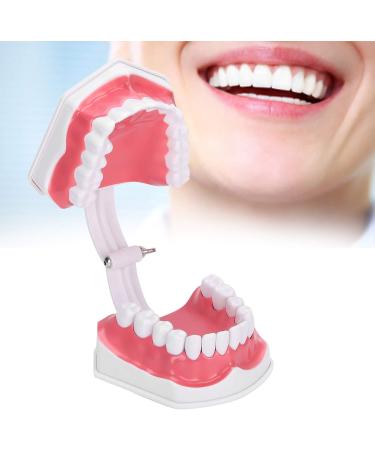 HEEPDD ABS Standard Oral Teeth Model | Dentist Teaching Aid for Schools | Office Supplies - Buy Online on GoSupps.com