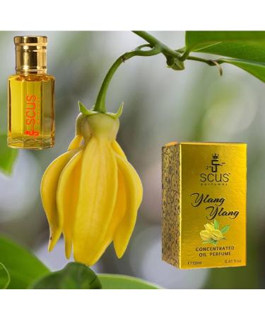 Ylang Ylang 12 ML Concentrated Fragrance - Buy Online on GoSupps.com