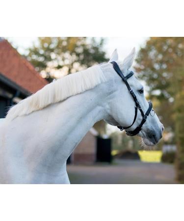 NETPROSHOP Leather Cavesson Lunging Aid for Groundwork - Black Size Pony Cob Full XFull | International Shipping Available - Buy Online on GoSupps.com