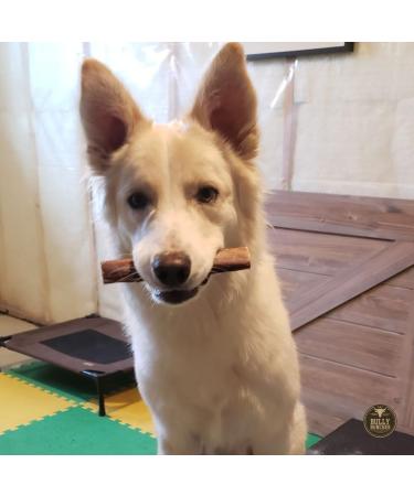 Bully Bunches Premium 6 Inch Monster Odour-Free Bully Sticks for Medium & Large Dogs - Long Lasting Chew Bones - All Natural & Single Ingredient 100% Beef Dog Treat Rawhide Alternative (8 Pk) 6 Inch 8 Pack - Buy Online on GoSupps.com