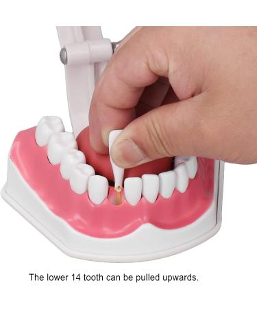 Vomeko Tooth Brushing Practice Model for Kids - Ideal Training Set with Brush - International Shipping Available - Buy Online on GoSupps.com