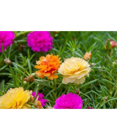 Buy Hua Xian Zi Moss Rose Seeds - 10 000+ Mixed Colors - Portulaca Grandiflora - Fresh International Shipping - Buy Online on GoSupps.com