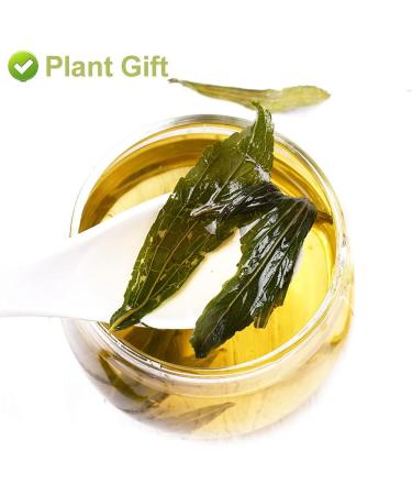 PlantGift Stevia Leaf 20G/0.7oz Herbal Tea Loose Leaf Sweet leaf Stevia - Buy Online on GoSupps.com