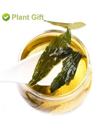 Organic Stevia Leaf Sweet Tea | Herbal Tea | 20g Plant Gift for Health - Buy Online on GoSupps.com