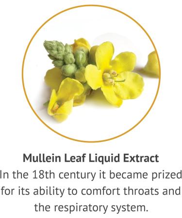 Botanic Choice Mullein Leaf Liquid Extract Alcohol Free Gluten Free Traditional Respiratory Support 1 Fl. Oz. - Buy Online on GoSupps.com