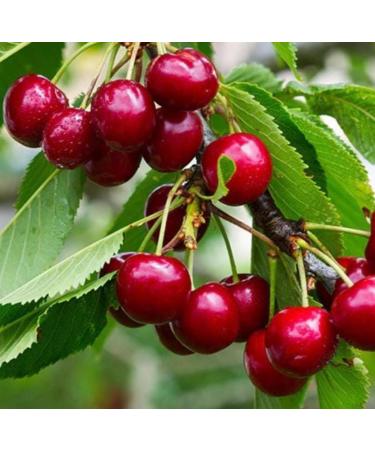 Emilia Organics Cherry Kernel Oil Organic Cold Pressed Unrefined Natural 2 Fl Oz - Buy Online on GoSupps.com