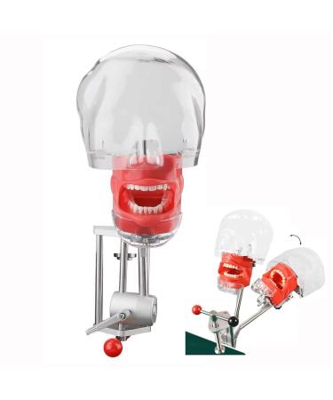Bfeiwgha Dental Model Dental Simulator Phantomkopf Model Dental Phantom Head Model Dental Simulator Phantomkopf Training/Dental Model Dental Education Show Manual Pup for Training