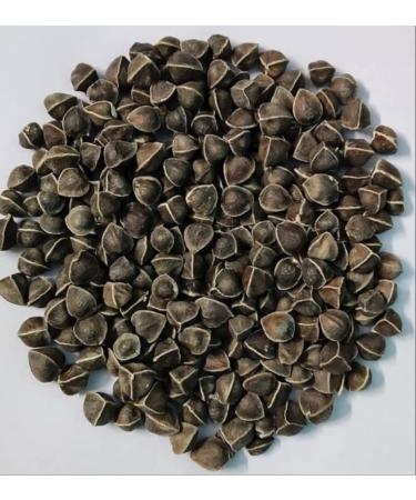 EasySeeds Moringa Seeds emillas de Moringa Drumstick Tree Moringa oleifera West Indian ben Wingless Seeds (750gm)
