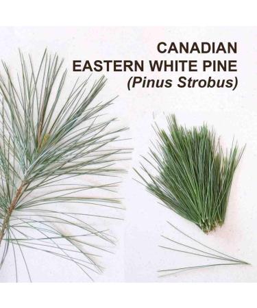 Woodlanders Artisan Organic Canadian Eastern White Pine Needle Tea (LOOSE LEAF) Fresh Loose Leaf Whole Pine Needle Tea and a Product of Canada ::: 1 pound (lb) / 454g / 16oz ::: woodlanders.ca - Buy Online on GoSupps.com