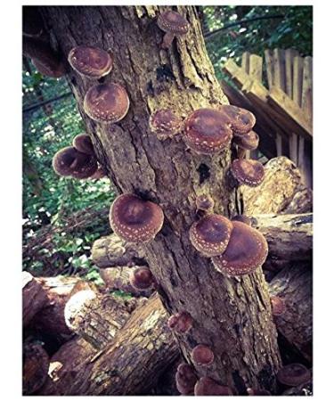 Grow Your Own Shiitake Mushrooms - 12 Log Kit - Buy Online on GoSupps.com
