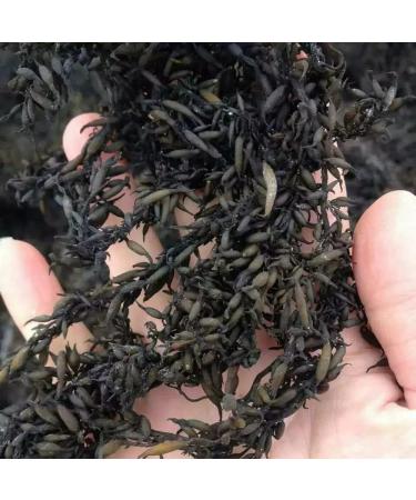 Hijiki Hizikia Fusiformis (y ng Q C i) Yangxicai Sargassum Fusiforme Hizikiafusifarme Staghorn Pelvetia Siliquosa Chondrus Crispus Pevetia Siliquosa Pelvetia (16 oz) - Buy Online on GoSupps.com