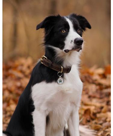 Joytale Leather Dog Collar with QR ID - Soft Durable & Adjustable for Large Dogs (38-48cm) - Brown - Buy Online on GoSupps.com