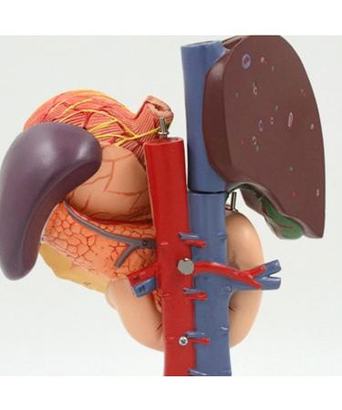 JUJNE Human Stomach Liver Gallbladder Pancreas Duodenum Model -Anatomy Digestive System Organ 6 Parts Liver Gallbladder Pancreas Spleen and Stomach Model - Buy Online on GoSupps.com