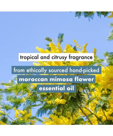 Lovee Beautty & Planet Coconut Water & Mimosa Flower Natural Conditioner for Volume | No Sulfates and No Paraben | 200mll - Buy Online on GoSupps.com