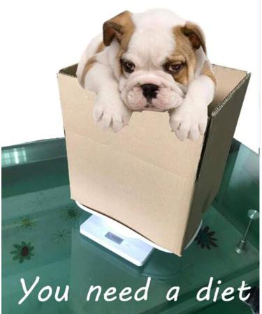 Digital Pet Scale 22lb Capacity | Accurate Small Pet Dog Cat Scale - Buy Online on GoSupps.com