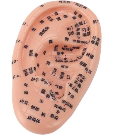 Buy Ear Massage Model - Accurate PVC Acupuncture Model - Ideal for Teaching & Labs - International Shipping Available - Buy Online on GoSupps.com