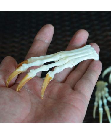 Wixine Fox Feet Articulated Bones Claws | Taxidermy Art Supplies - Buy Online on GoSupps.com