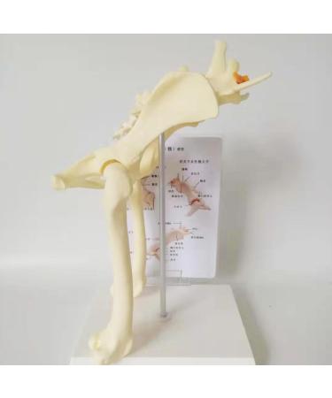 Dog Hip Joint Model Dog Pelvis Model with 1:1 Life Size PVC Material 18X15X30CM for Veterinary Office Educational Tool Teaching Aids - Buy Online on GoSupps.com