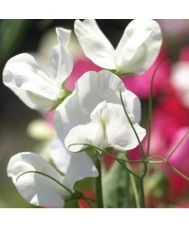 Benoon Sweet Pea Seeds 50pcs/Bag Fast Growing Hardy Plant Seeds Sweet Pea Seeds - Buy Online on GoSupps.com