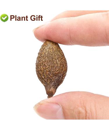 PlantGift Malva Nut 125G/4.4oz Dried Sterculia Lychnophora Dried Pangdahai Chinese Health Tea - Buy Online on GoSupps.com