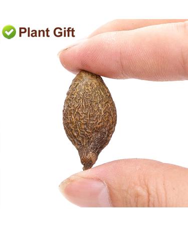 Malva Nut 125G - Fat Dried Sterculia Lychnophora | Premium Pangdahai Chinese Health Tea | International Shipping - Buy Online on GoSupps.com