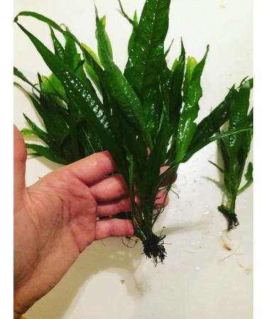 Java Fern Bare Root | Microsorum Pteropus - Low Light Aquarium Plant - Buy Online on GoSupps.com