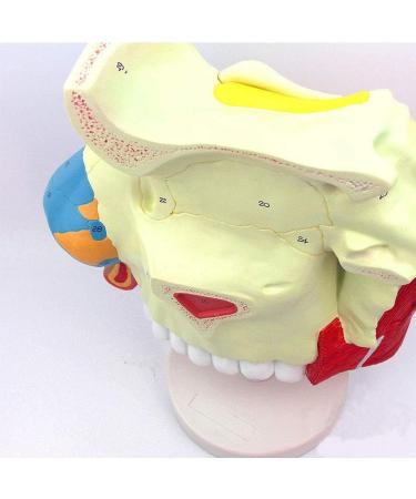 3 Times Anatomical Model of Nasal Cavity Showing Nasal Bone and Cartilage Section of Nasal Fronta and The Jaw are Represented - Buy Online on GoSupps.com