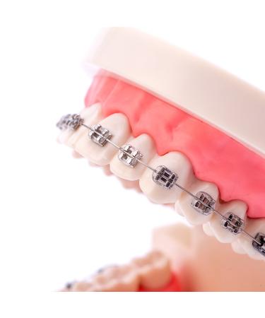 Buy Dental Orthodontic Standard Teeth Model with Metal Brackets & Wires - International Shipping Available - Buy Online on GoSupps.com