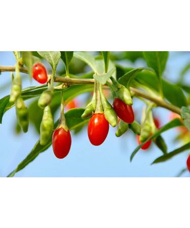 6 lbs Goji Berries | Non-GMO, Sun-Dried & Juicy | High in Iron, Vitamins A & C | Vegan Fruit Snack for Baking, Tea, Smoothie & Yogurt | Bulk Pack of 1 - Buy Online on GoSupps.com