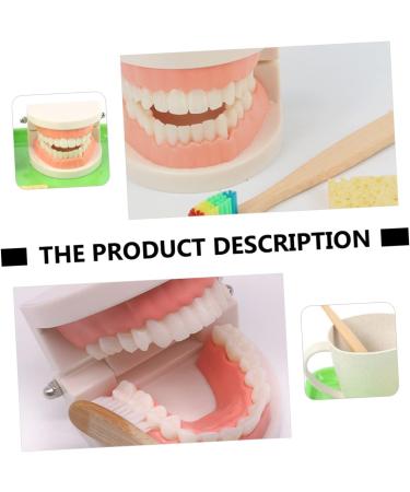 Buy Educational Dental Toys for Kids | Interactive Tooth Models for Early Dental Education - Buy Online on GoSupps.com