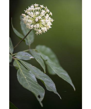 Health Embassy Siberian Ginseng Root Cut Tea | Eleutherococcus senticosus | Herbal Tea (50g) 1.76 Ounce (Pack of 1) - Buy Online on GoSupps.com