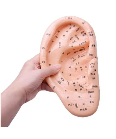 LJBOZ acupuncture ear model acupuncture model ear 17cm ear acupoint massage reflection zones model hard pvc material medical training aid