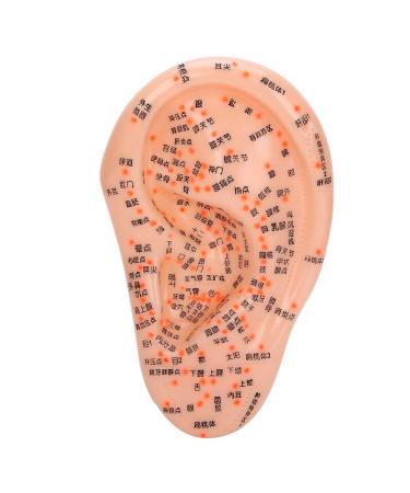 Human Ear Acupuncture Model with Acupuncture Points - Best Ear Massage Therapy Tool for Pain Relief & Wellness - Buy Online on GoSupps.com
