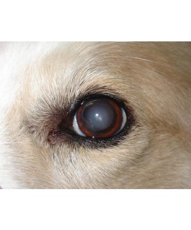 Buy Genuine Pharmaceutical Grade Castor Oil Eye Drops | International Shipping Available - Buy Online on GoSupps.com