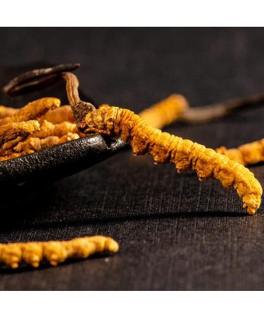 Wild Organic Cordyceps Sinensis Boost Energy Reduce Stress for Men and Women (9 Grams) - Buy Online on GoSupps.com