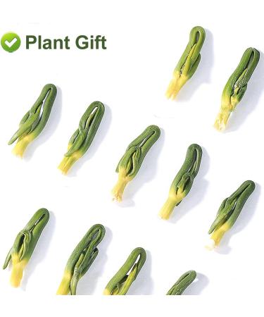 PlantGift Lotus Plumule 125G/4.4oz Medicinal Chinese Herb Lotus Core Dried Bulk Herbs Chinese Health Tea Lotus Tea Bitter Tea - Buy Online on GoSupps.com