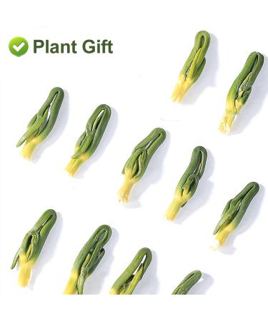 Buy Plantgift Lotus Plumule 100g | Healing Chinese Herb for Health Benefits | Dried Lotus Core & Tea - Buy Online on GoSupps.com