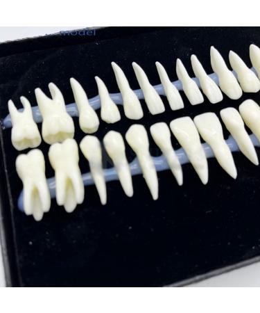 Shop 1 Box Dental Model - 1:1 Full Mouth 28pcs Monochrome Permanent Adult Teeth Model | International Shipping Available - Buy Online on GoSupps.com