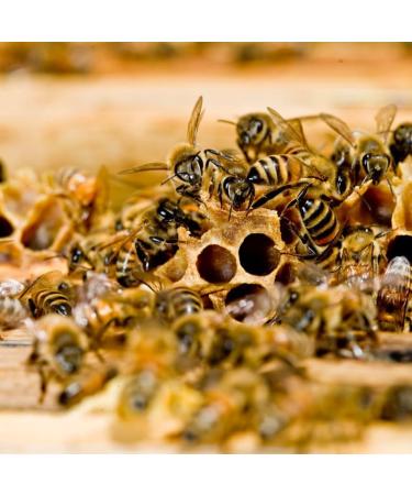 Apiculture - Miel d Agrumes 300g | Brut Non Pasteuris | D Orange Artisanal Italien de Basilicate | Made in Italy Haute Qualit  - Buy Online on GoSupps.com