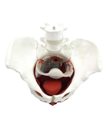 Female Pelvic Anatomy Model - Removable Lumbar Vertebrae & Pelvic Floor Muscles - Ideal for Gynecology Training - Buy Online on GoSupps.com