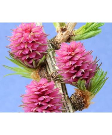 Larch n 19 Fleur de Bach farmaflor 1 Flacon Comtpe Gouttes 10ml - Made in Italy - Buy Online on GoSupps.com