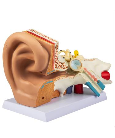 Human Ear Model 3D Model of Ear Display Outer Middle Inner Ear Model with Base 4 Times Enlarged Human Ear Medical Model for Teaching Research Biologists and Doctors