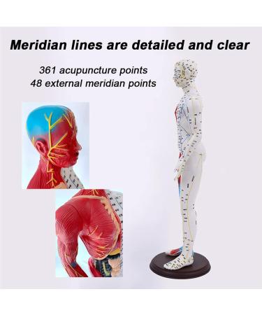 60cm Acupuncture and Muscle Anatomical Male Model Pressure Point and Meridians for Acupuncturists and Other Medical Professionals Training Teaching Education Supplies - Buy Online on GoSupps.com