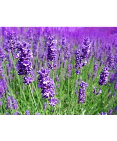 BFC Body Butter Lavender Scented 150ML Silver Tin - Made with Mango Butter Shea Butter Sweet Almond Carrier Oil and pure Lavender Essential Oil. - Buy Online on GoSupps.com