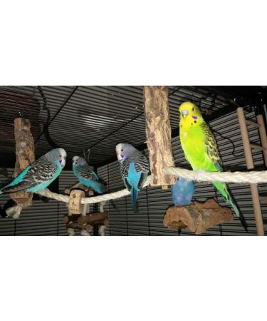 Natural Cork Climbing Rope for Birds - Eco-Friendly Bird Toys and Accessories for Budgies and Cockatiels - Buy Online on GoSupps.com