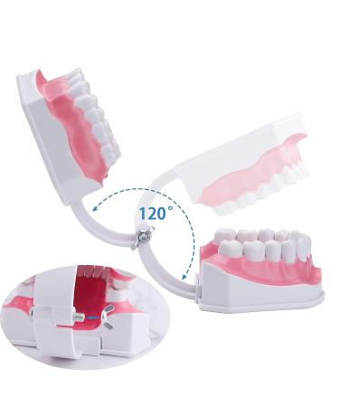 LVCHEN 2 Times Teeth Model with Toothbrush - Dental Large Teeth Model for Kids Dental Teaching Study - Buy Online on GoSupps.com