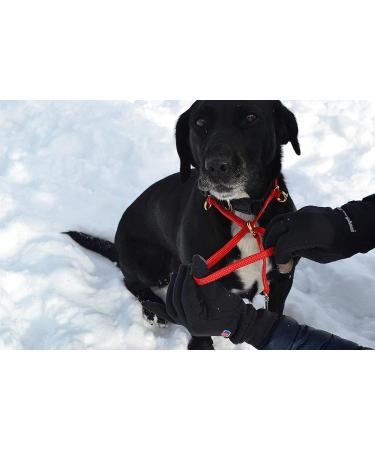 K9 Bridle - to stop your dog pulling (Medium Black) Medium Black - Buy Online on GoSupps.com