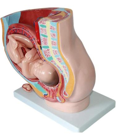 Female Pelvic Pattern with Nine-Month fetal Model. Suitable - Buy Online on GoSupps.com