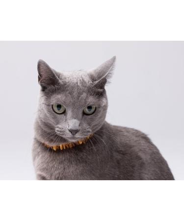 Amber Necklace for Dogs & Cats - Natural Tick & Flea Protection Collar 20cm - Buy Online on GoSupps.com