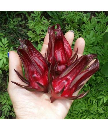 Marssili Bissap Dried Hibiscus Flowers 200g Natural Sorrel from Africa - Buy Online on GoSupps.com